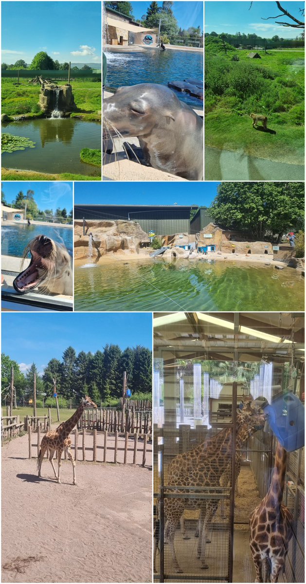 kyleacademy_pe's tweet image. Animal encounters at Blair Drummond! 🦒 🦓 🦭