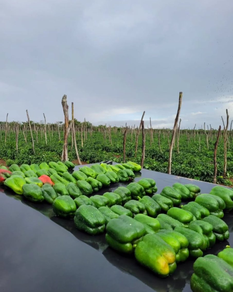 agrowale's tweet photo. Starting pepper evaluations in climate transition (dry season to rainy season)
#agrowale https://t.co/mXMhTlHPF5