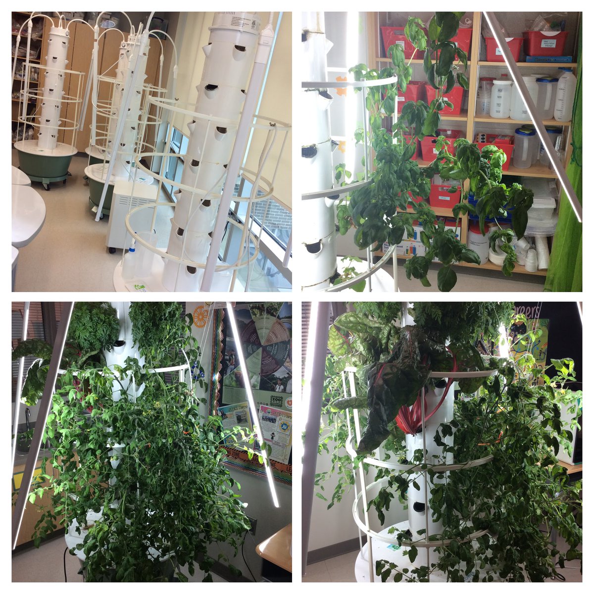 🌱 Check out our #Hydroponics transformation! Last May vs. this May—what a difference a year makes! The goal next year is to have all 4 towers in rotation.🌼✨ #STEM #Science #Growth