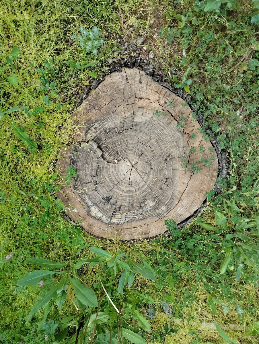 IES Santa Emerenciana tweet media