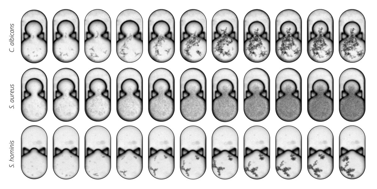 Concerto Biosciences tweet media