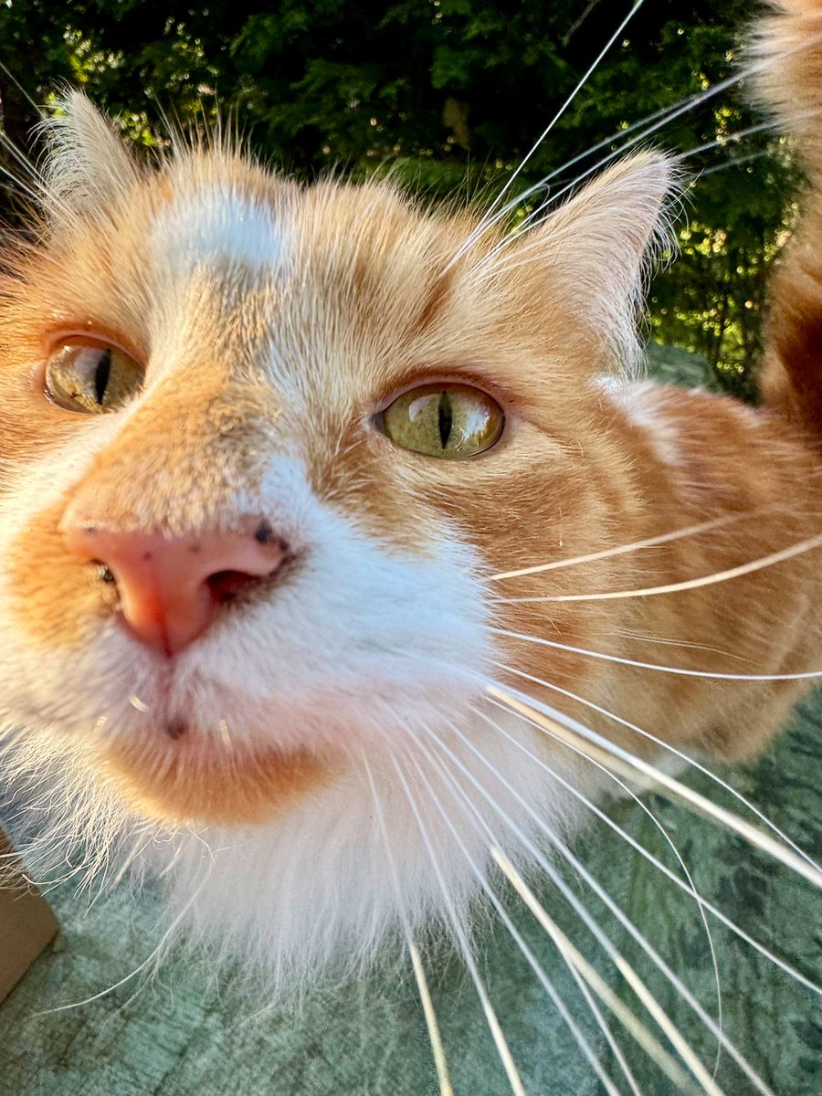 Happy #WhiskersWednesday pals. 
#hedgewatch #catsoftwitter #catsonx
