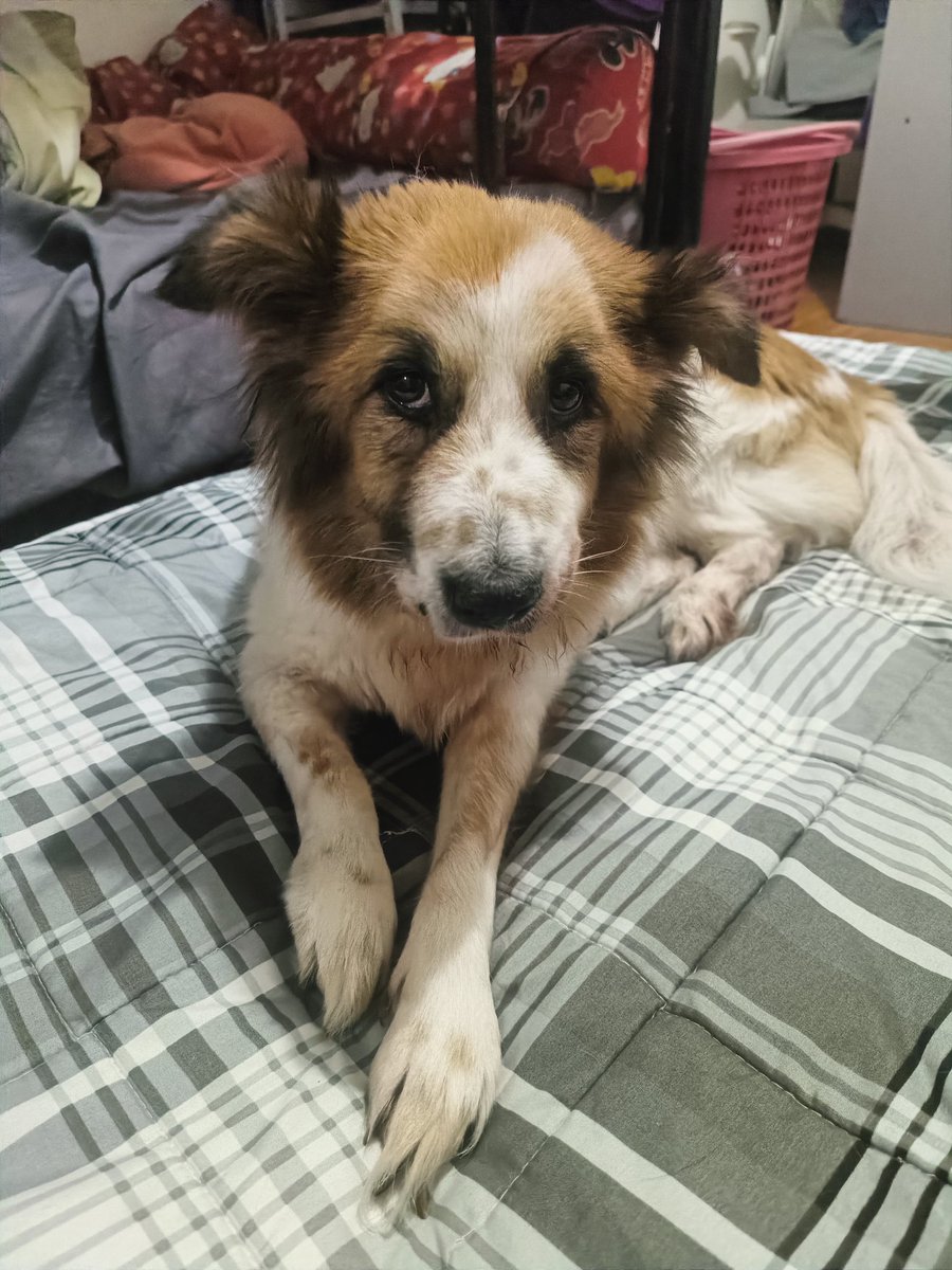 Strong ate Milky 😊🐾