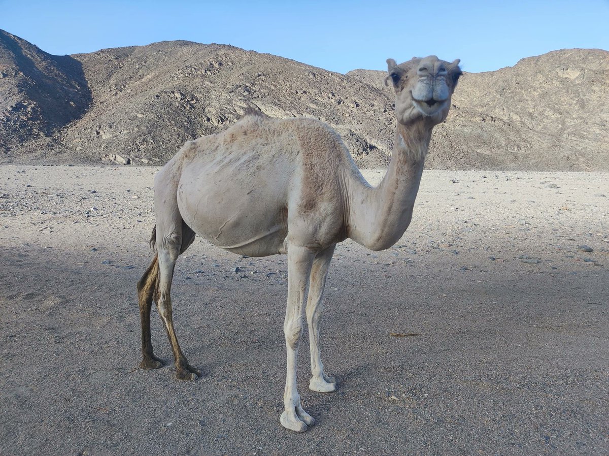 AlienMagicEyes's tweet photo. ๐ชCamel๐ท
๐Brand-new @salvor_io
๐ฐ๏ธ1/1 auction
๐Starting bid 0.25 $AVAX
๐ฅIncluding bidding and collecting points
๐ฝLink
#TheArtChain #ArtOnAvax #nftphotography https://t.co/FtTMZxfzKQ