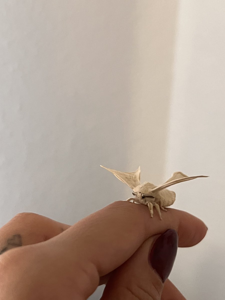 mothsdream's tweet photo. ive had this baby since she was a speck of dust….so proud and so awesome to see their lil transformations https://t.co/iPl6krGoas