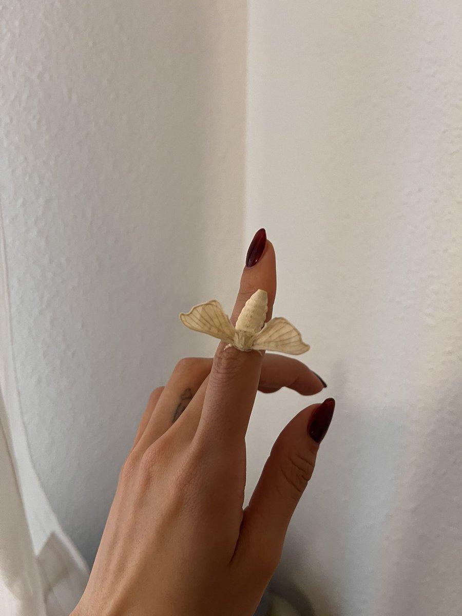 mothsdream's tweet photo. ive had this baby since she was a speck of dust….so proud and so awesome to see their lil transformations https://t.co/iPl6krGoas