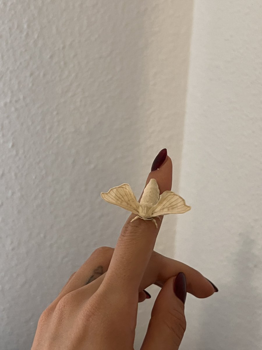mothsdream's tweet photo. ive had this baby since she was a speck of dust….so proud and so awesome to see their lil transformations https://t.co/iPl6krGoas