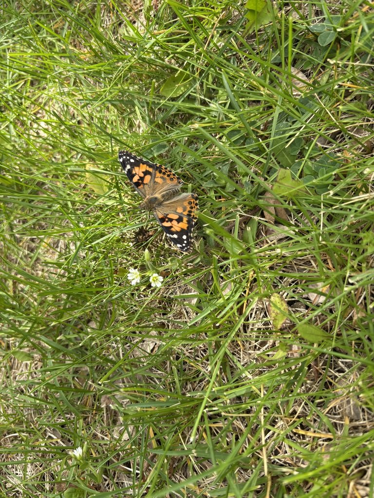 Ms. Melson's class had fun releasing their classroom butterflies!