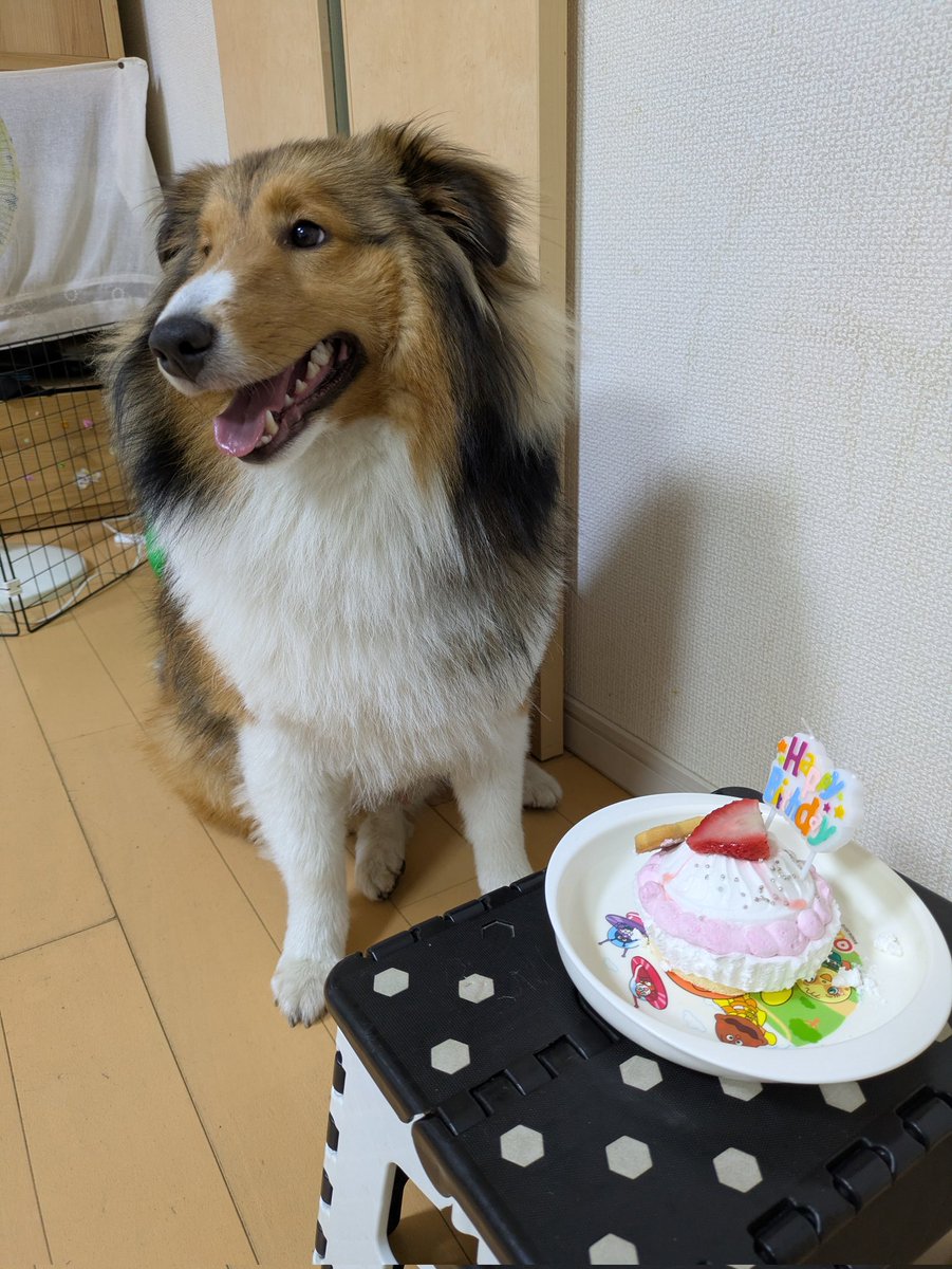 うちのシェルティが1歳になりました😁✨
いつまでも元気に過ごしてくれる事を祈ります。
おめでとう楽希😍