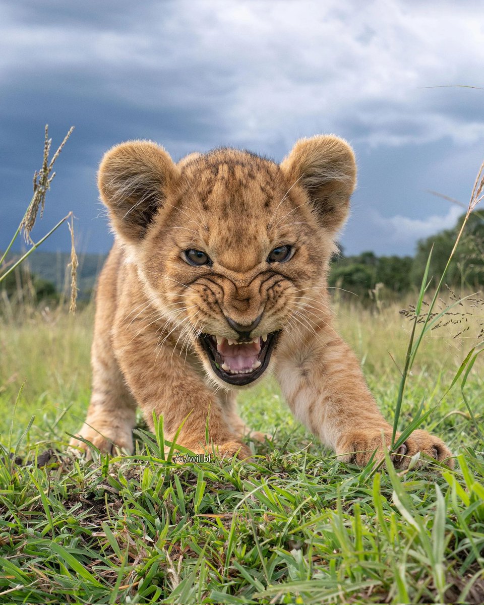 <a href="/AMAZlNGNATURE/">Nature is Amazing ☘️</a> A little lion snarling at a remote camera set up by wildlife photographer Will Burrard-Lucas