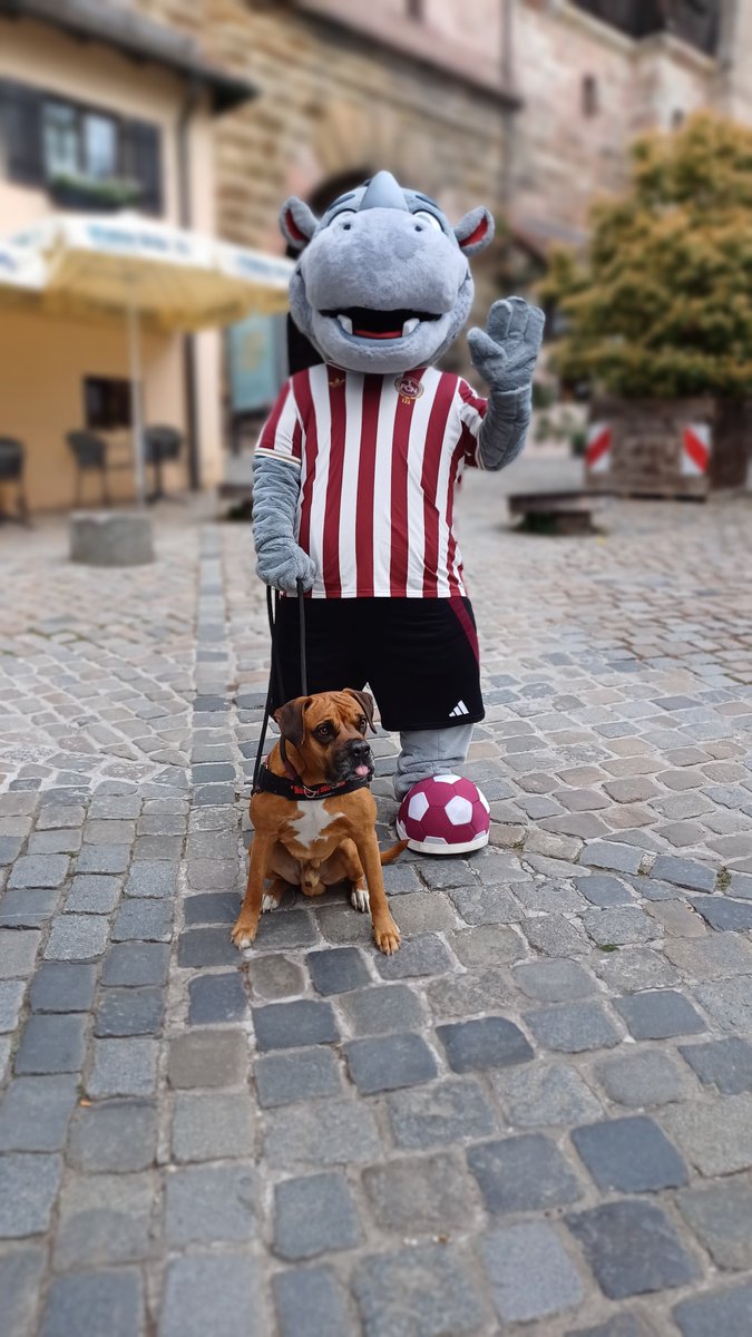 ... schon wieder ein Geburtstag. 
Albrecht Dürer. 

... noch wer jetzt? 

#maskottchentreffen
#unserclub
#fcn
#clubfamilienhund 
#rhinola
#nürnberg 
#vielegeburtstage