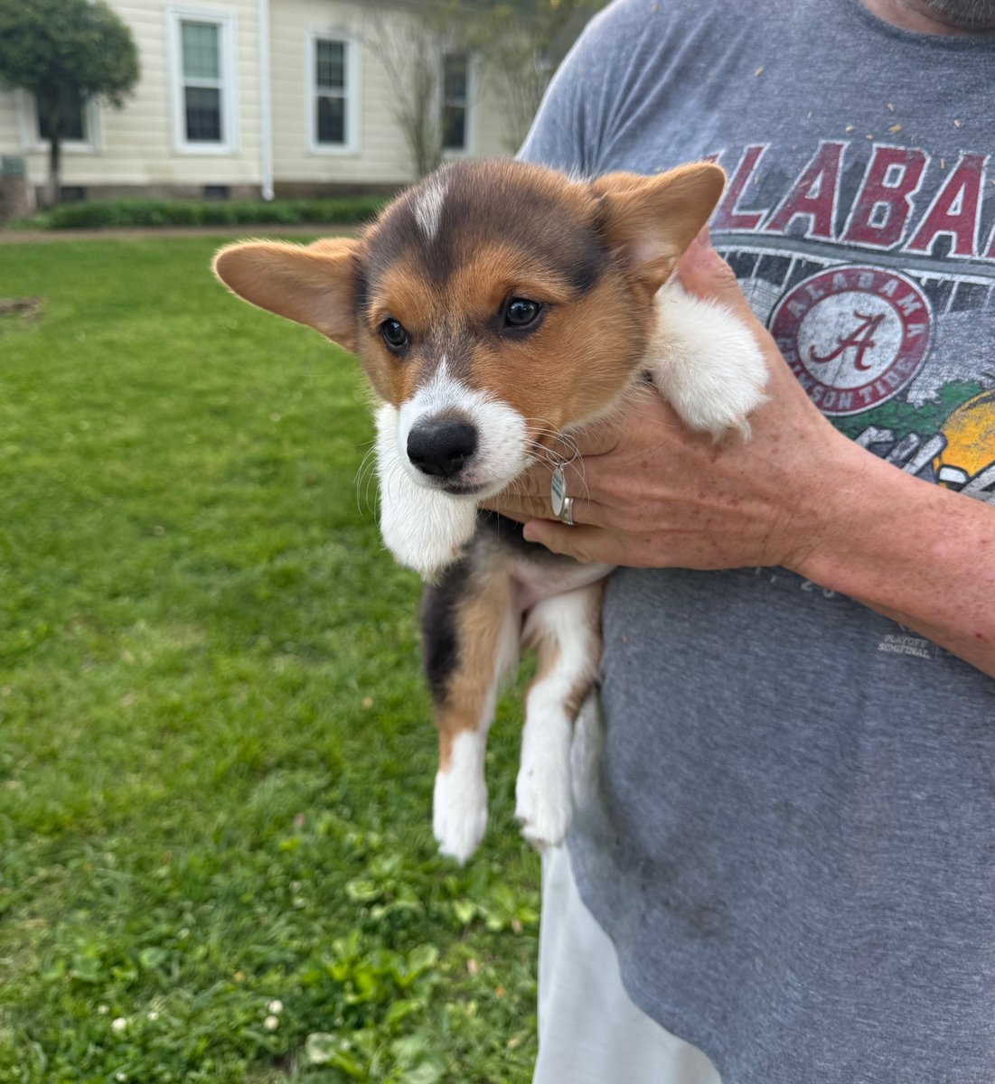 JonAcuff's tweet image. Heads up, if we ever run into each other and you have a Corgi puppy, I’m not going to pretend that I’m too cool to stop and say hey to that Corgi puppy. I’m not going to just walk by with a head nod or that weird half smile we all do when we make eye contact with someone getting…