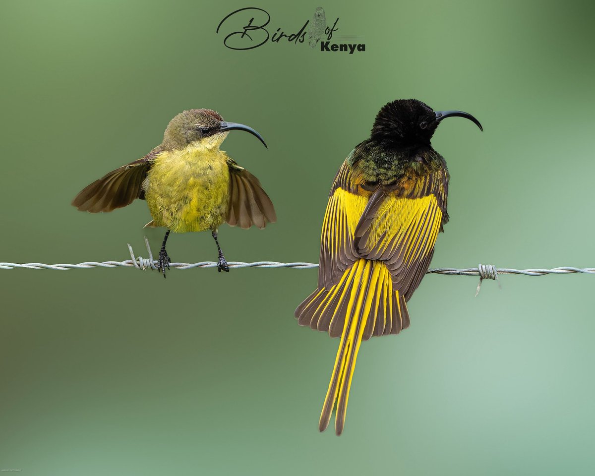 Birds_of_Kenya tweet media