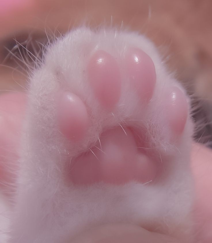 Catsillyness's tweet photo. BEANS https://t.co/TepszHdtoC