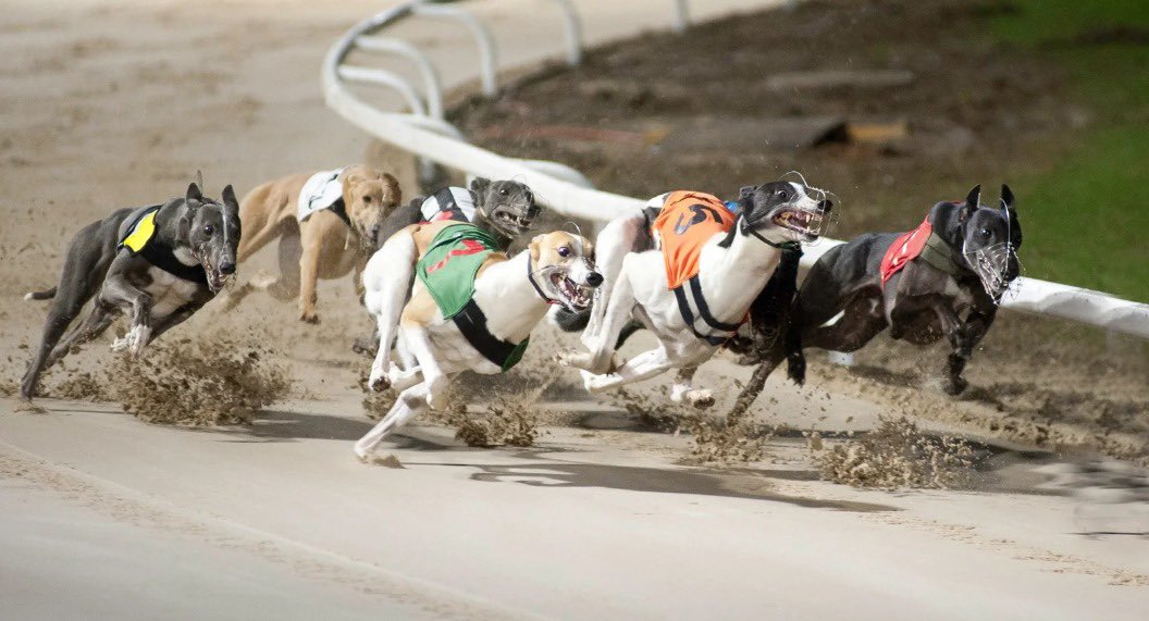 DuralockUKLtd's tweet image. While Duralock is renowned in the equestrian world, we also play a key role in greyhound racing.

We’re proud to see our two-rail system at @TowcesterRaces in action during the English Greyhound Derby Festival.

#GreyhoundRacing #TrackSafety #GreyhoundDerby