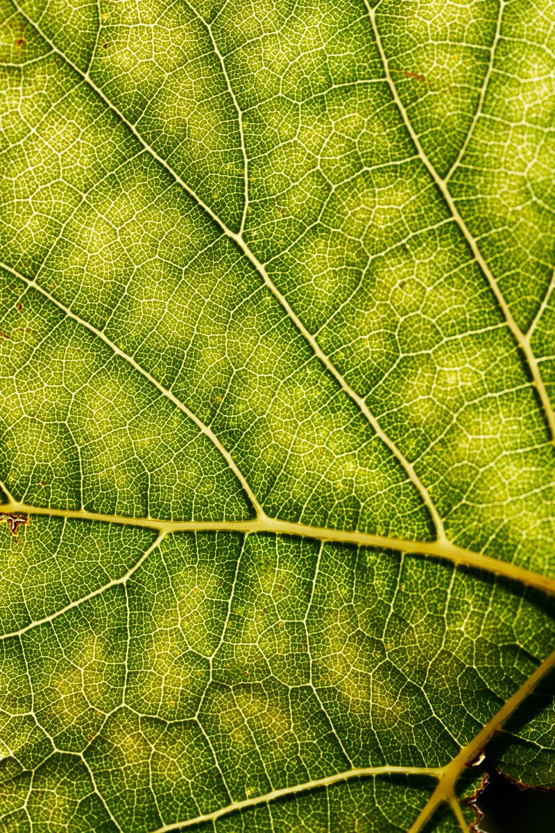 The story begins here 🍃 — with the veins of a vineyard leaf, sculpted by sunlight and sea breeze. A quiet ode to the beauty of Hemel-en-Aarde Ridge.
#LaViergeWines #VineyardDetails #HemelEnAarde
