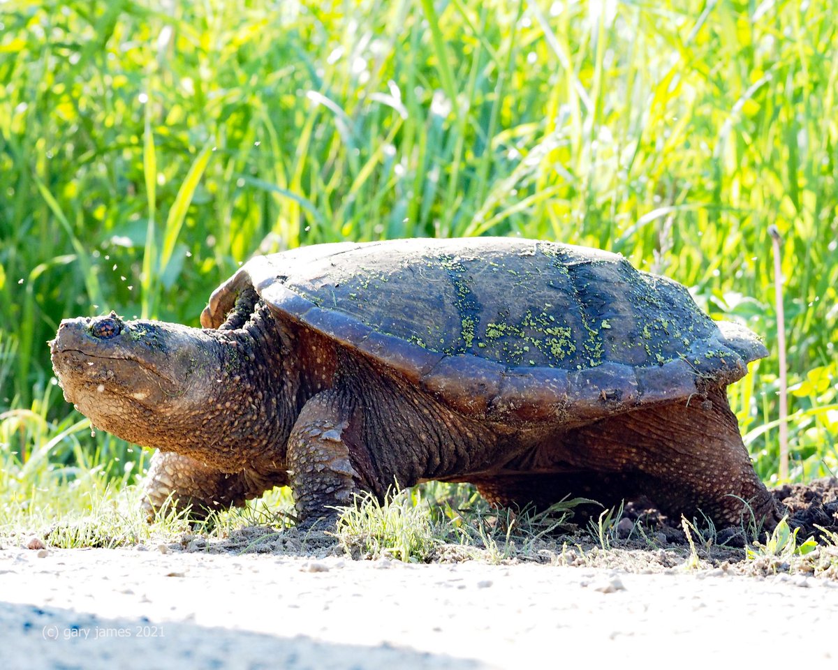 Why did the turtle cross the road?🐢Because turtle nesting season is here, of course! 💚

Female turtles are crossing roads to find the perfect spot to nest. Help us keep them safe by driving carefully and reporting injured turtles to PC Dispatch: 1-877-852-3100.

📷Gary James