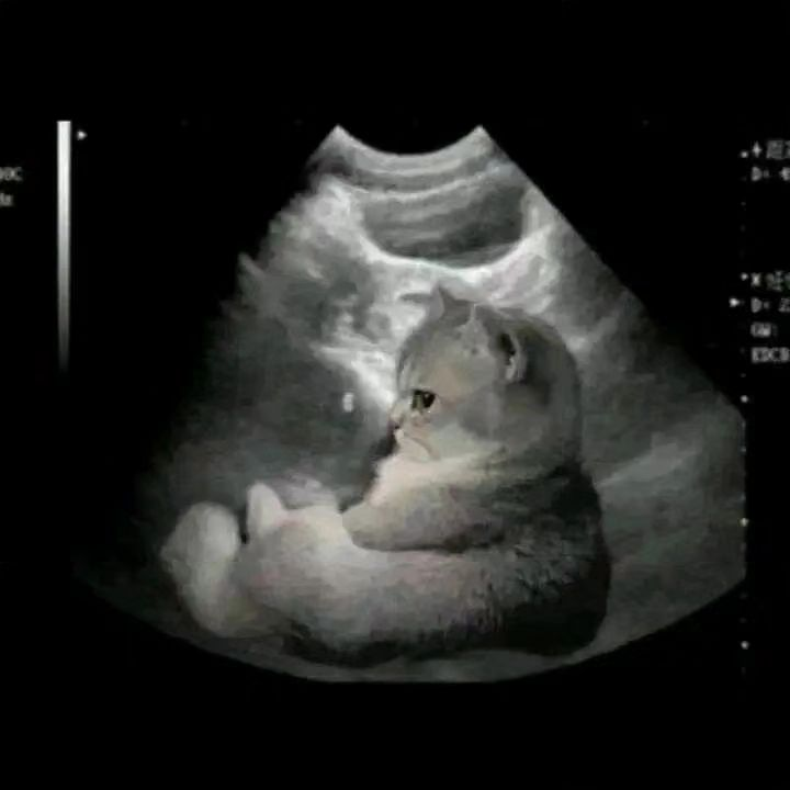 Punch Cat (@punchingcat) on Twitter photo 