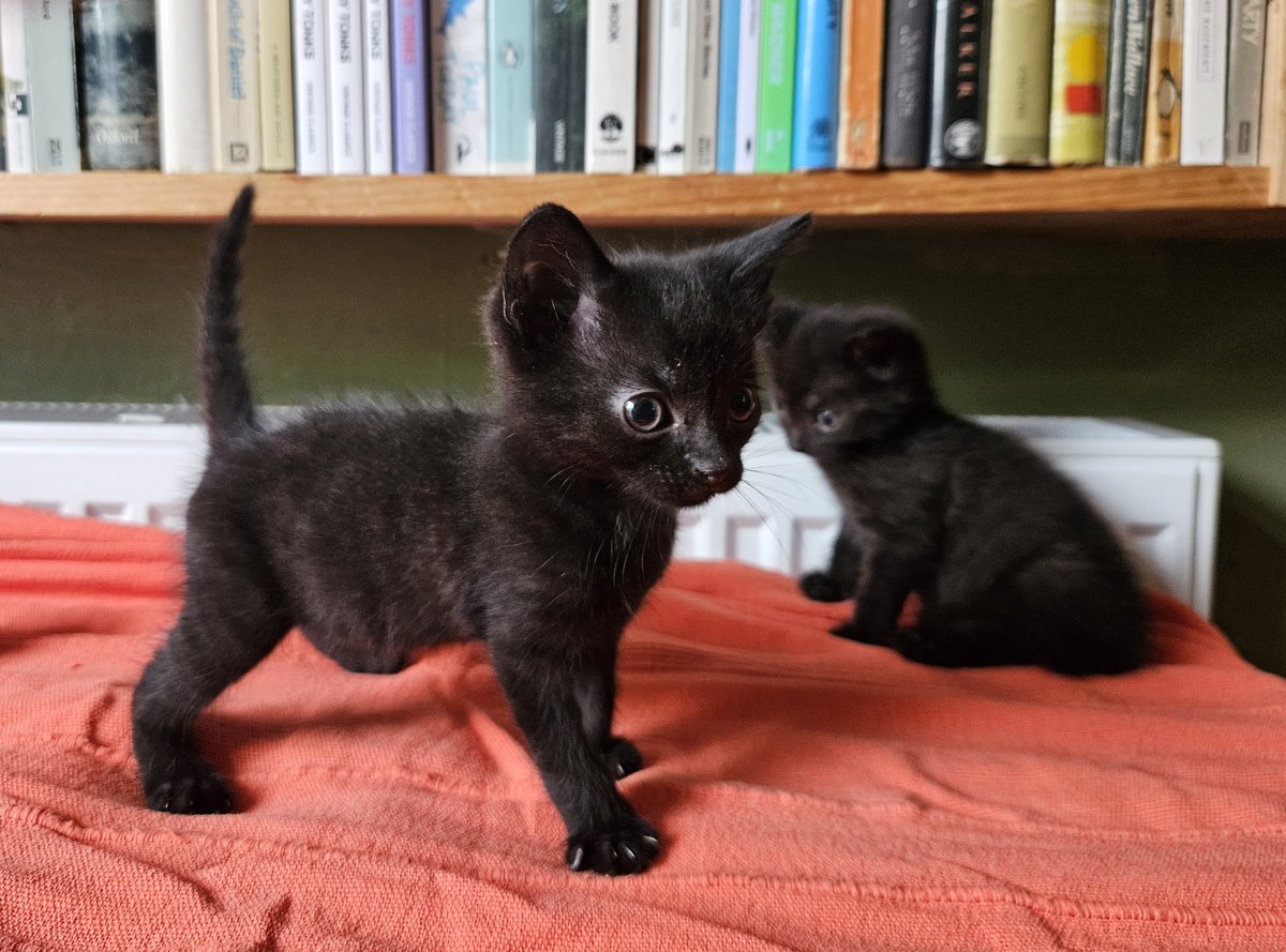 Simon Knott tweet media