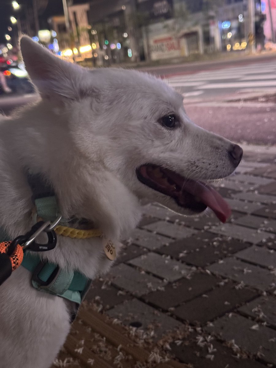 밤에 산책하는 모습도
너무 예뻐🥰

매일 조금식 친해지는 중

평원이 / 7-8살 추정 / 여아 (중성화O) / 13kg
🤍가족을 기다려요 🤍

입양 문의는 카톡 친구검색 : 비글구조네트워크

#강아지산책 #산책 #강아지 #강아지입양 #강아지임보 #유기견 #유기견입양 #유기견임보