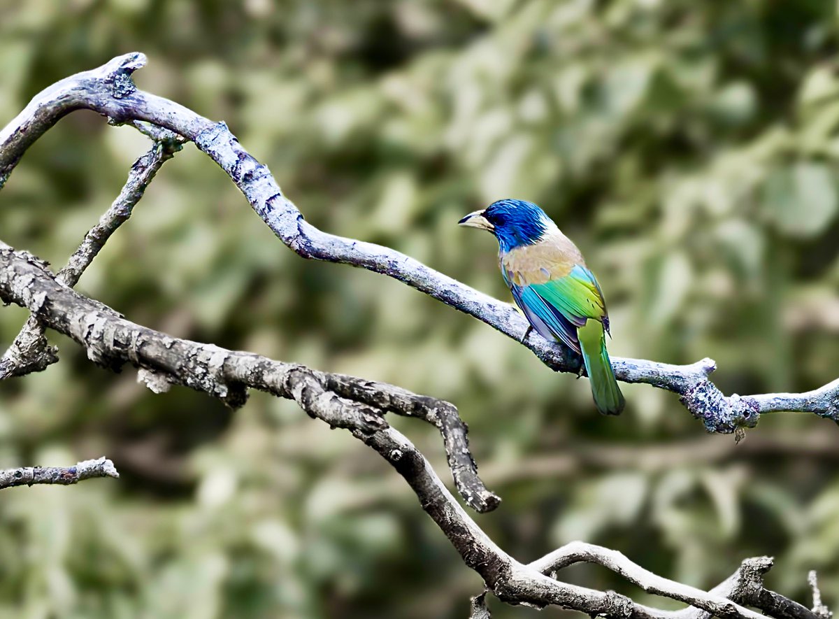 wordsforbirds's tweet photo. Great Barbet. The largest of the Barbets. Or maybe itβs just a crow with a Brazilian carnival complex? π
#IndiAves #BirdsofUttarakhand https://t.co/CN4cmCsmvR