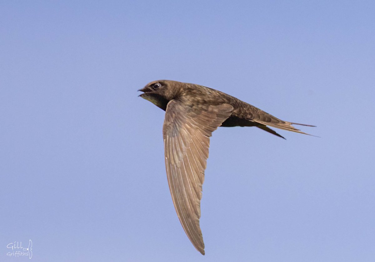 grifbag1's tweet photo. Short visit to #lunt @Lancswildlife ...plenty of swifts feeding over the fields 😎
❤️. So nice to see and hear
#swift
@RSPBLiverpool https://t.co/JEHnsTIVrf