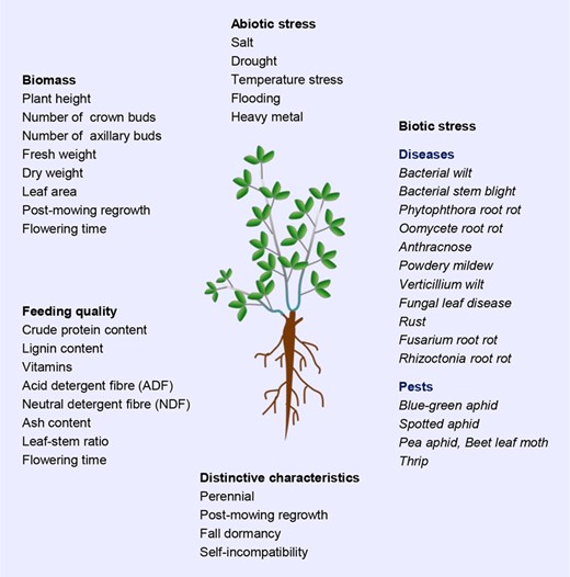 Hortres's tweet photo. Comprehensive review unlocks alfalfa's genomic secrets & breeding potential for high yield, quality, and resilience! #AlfalfaGenomics #IdealForage #SmartBreeding @OxfordJournals
Details: https://t.co/gB85T82kCJ https://t.co/oH0CcwVgHa