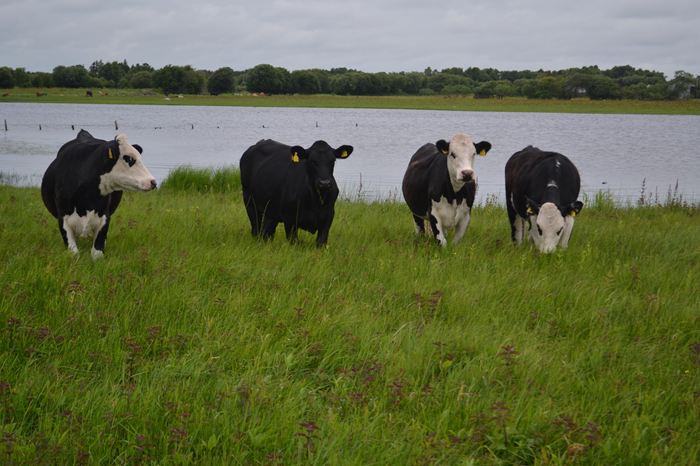 Teagasc (@teagasc) on Twitter photo As National Biodiversity Week occurs from May 16-25, Catherine Keena & Saorla Kavanagh share some key insights into the biodiversity that surrounds us in our day-to-day farming activities.
Find them here bit.ly/43vc0Q1
<a href="/TeagascEnviron/">Teagasc Environment</a> As National Biodiversity Week occurs from May 16-25, Catherine Keena & Saorla Kavanagh share some key insights into the biodiversity that surrounds us in our day-to-day farming activities.
Find them here bit.ly/43vc0Q1
<a href="/TeagascEnviron/">Teagasc Environment</a>