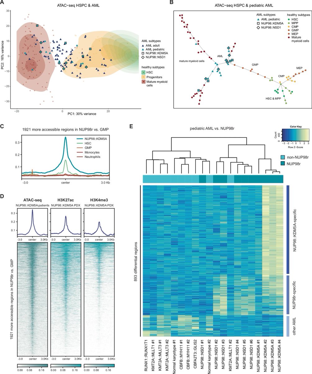 Transcriptional and epigenetic rewiring by the NUP98::KDM5A fusion oncoprotein directly activates CDK12 nature.com/articles/s4146…
You should be able to recreate Figure 1 in the paper if you have followed my tutorial github.com/crazyhottommy/…