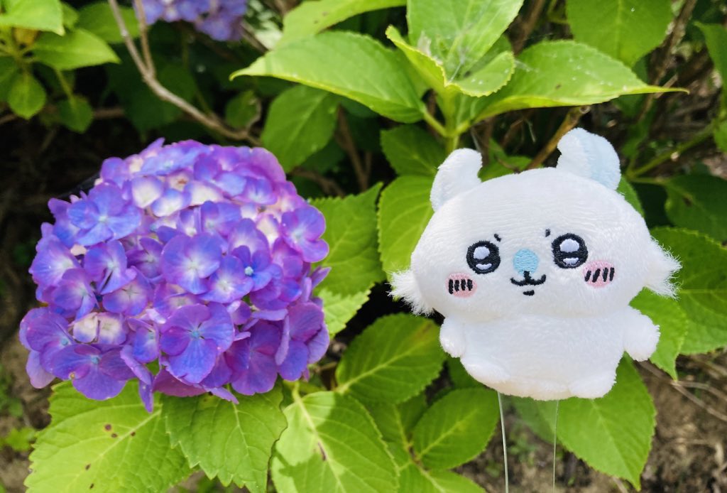 #見た人はお花と写ったぬい写真をアップする
