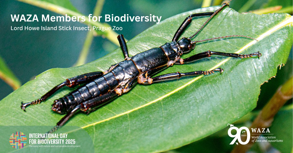 🦗The Lord Howe Island stick insect was thought to be extinct following the introduction of invasive rats to Lord Howe Island, Australia.

<a href="/zoo_praha/">Zoo Praha</a> is contributing to international efforts to conserve the species through breeding &amp; research programmes.
👉f.mtr.cool/uortohxuuz