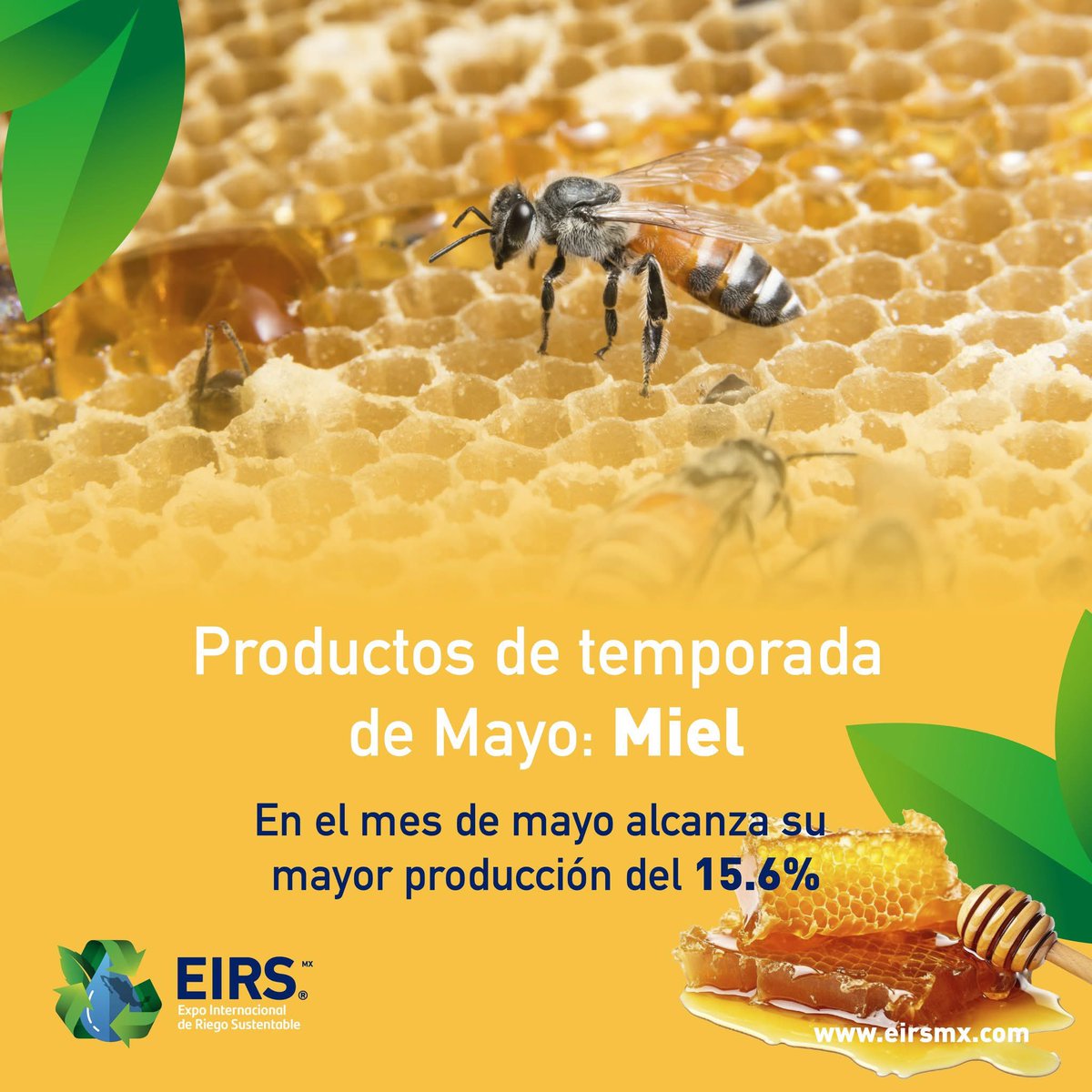 🐝 La producción de miel en México es considerable, colocándola entre los principales productores a nivel mundial
🐝 La apicultura, el cuidado y aprovechamiento de las abejas, y la floricultura, el cultivo de flores, tienen una estrecha relación y son actividades complementarias.