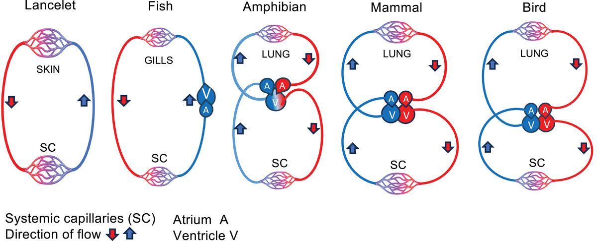 Experimental Physiology (@expphysiol) on Twitter photo In this #Review, Branko Furst (<a href="/AlbanyMedAnesth/">Albany Med Anesthesiology</a>) and José González-Alonso (<a href="/BrunelCHLS/">Health and Life Sciences at Brunel</a>) discuss the main theories explaining #blood circulation and the role of the #heart! 🫀🩸 In this #Review, Branko Furst (<a href="/AlbanyMedAnesth/">Albany Med Anesthesiology</a>) and José González-Alonso (<a href="/BrunelCHLS/">Health and Life Sciences at Brunel</a>) discuss the main theories explaining #blood circulation and the role of the #heart! 🫀🩸