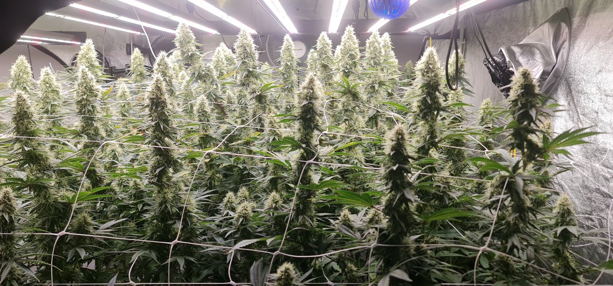 We’re finally back on X — just in time for the Bullrun! 🥳
To celebrate, we’re giving away $100 in ETH within 48h!
To enter:
✅ Follow
✅ Like
✅ RT
✅ Comment

Let’s test that reach! 💥
#CryptoGiveaway #ETH #Bullrun2025 #CryptoTwitter #Weedery