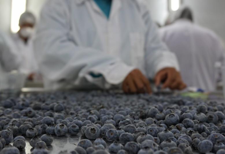Peru blueberry exports set to grow ow.ly/ygsU1069zHk