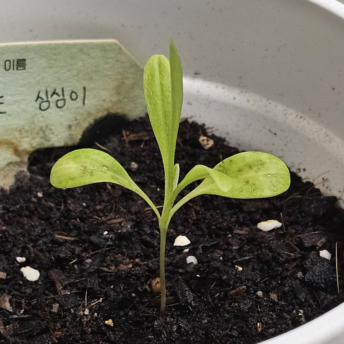 Jjack1347's tweet photo. 타타타탐라에 혹시 식물 장인 안계시나요
제 심심이가 이상해요
떡잎만 저래됐어요 이거왜이래
어어어떡해 우리 심심이 어떡해 https://t.co/5FEeGOx7gI