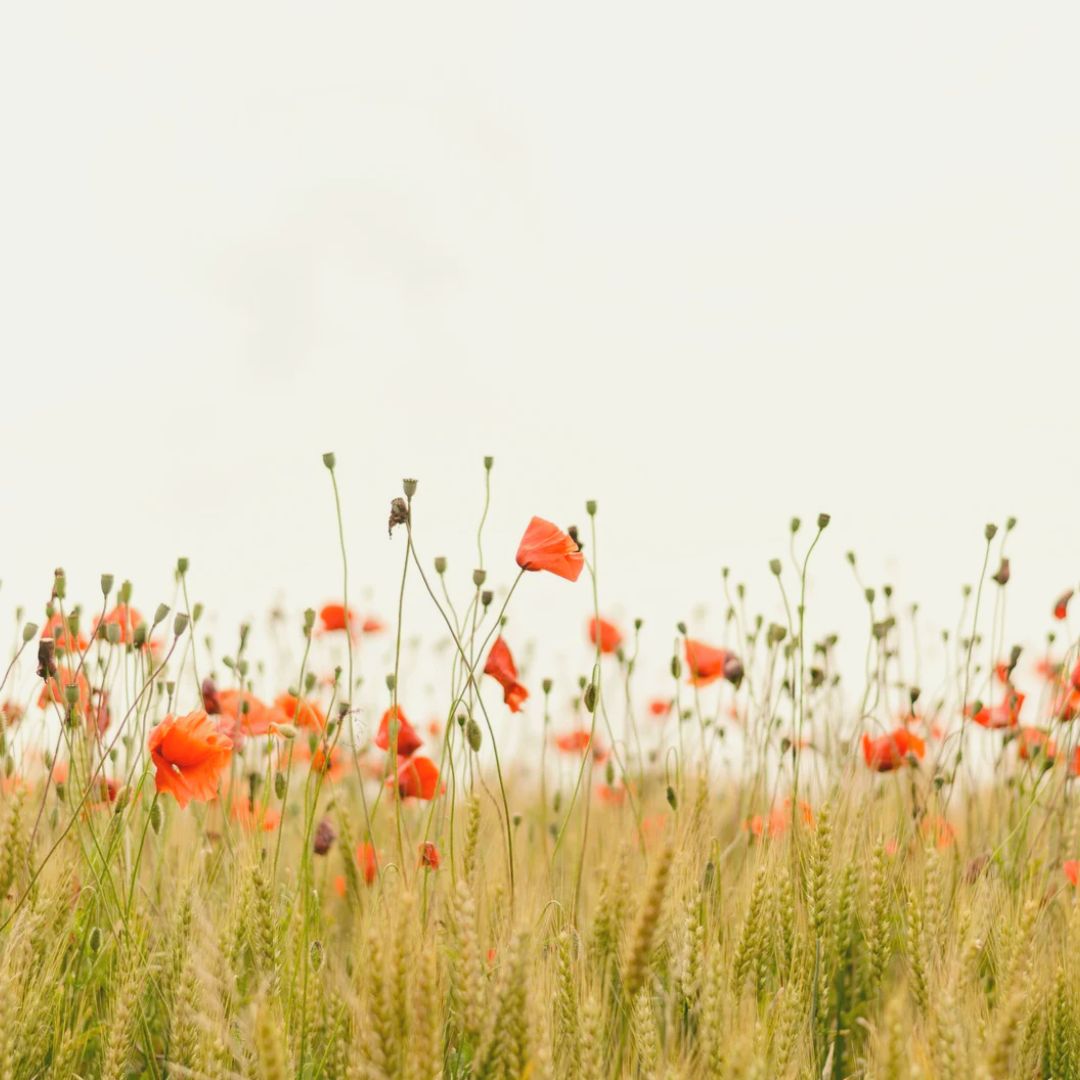 REVERSInterreg's tweet photo. 🇪🇺 May 21 – European Natura 2000 Day 🌿
Today, we celebrate one of Europe’s greatest environmental successes — the Natura 2000 network. 
💬 Natura 2000 is more than a network. It’s a promise.
Let’s keep that promise together.
#REVERS #Natura2000Day #EUforNature #Interreg https://t.co/muIG59yUWX