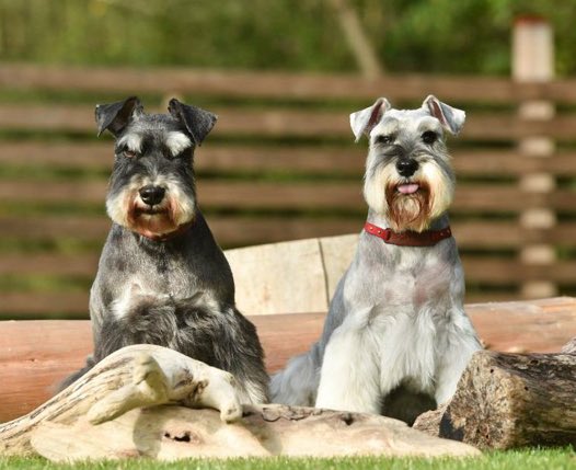 Do you see what I see