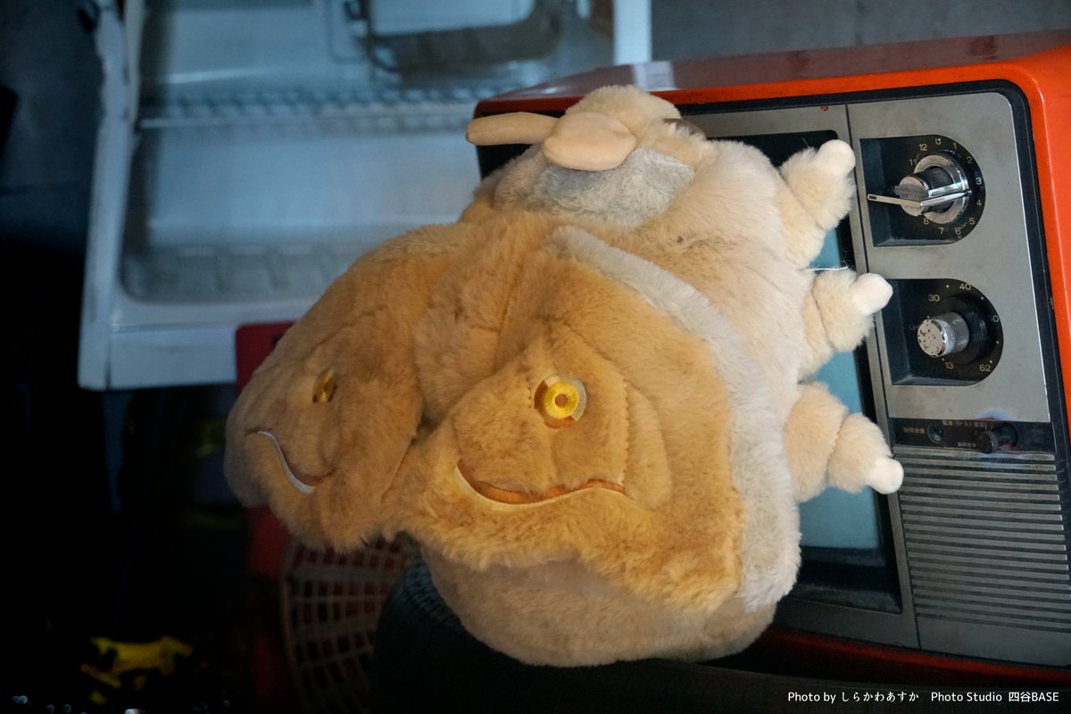 Big, fluffy moths perched on bulky trash.