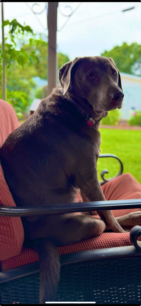 Morning coffee with Belle