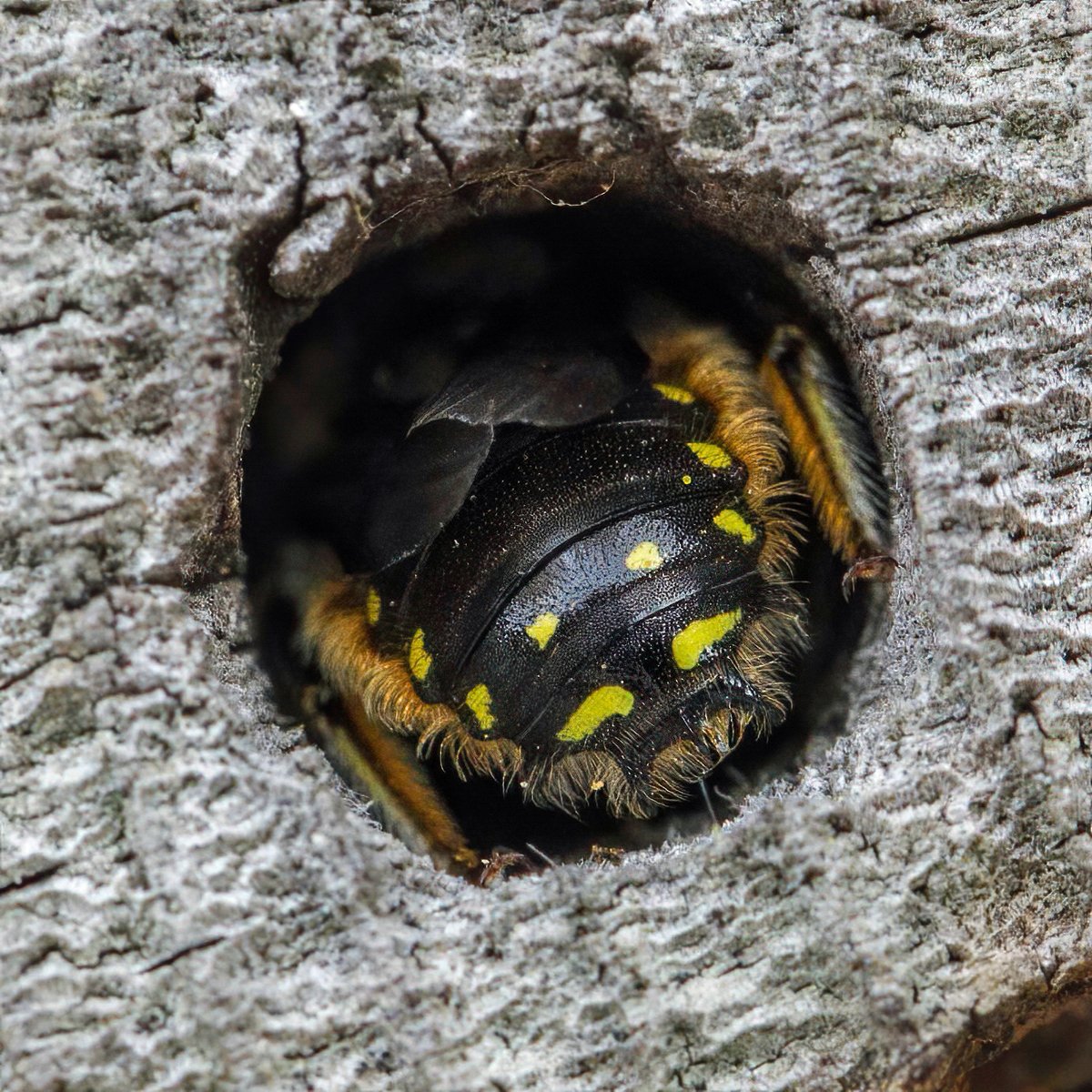 Well; who is this visiting our garden bee-hotel? It's Anthidium manicatum, the Wool-carder Bee! Looks like a male, just having a rest. #Staffs #bees #SolitaryBees