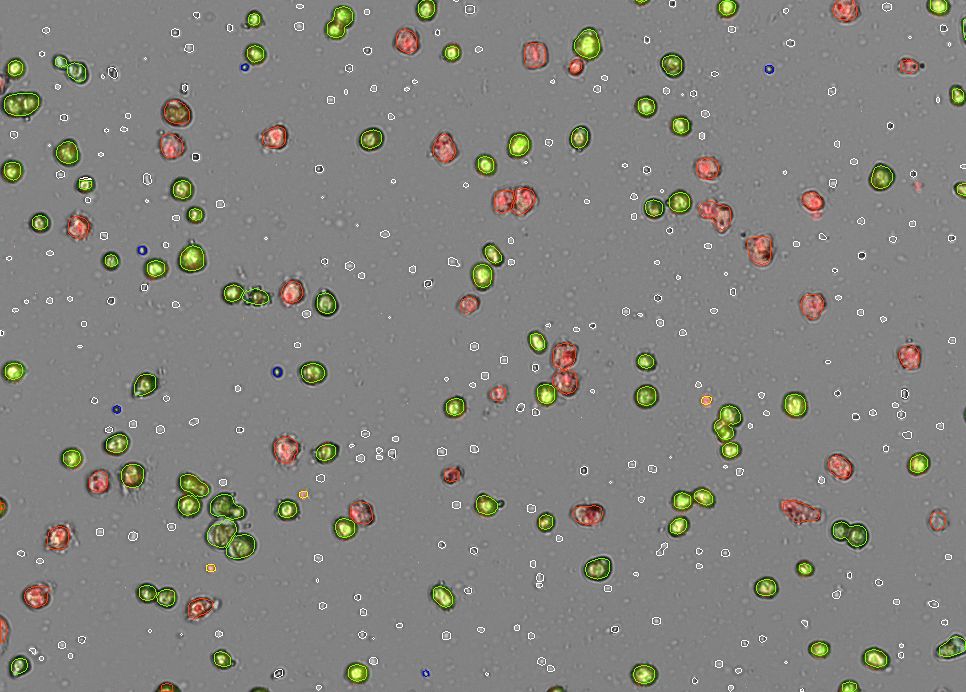 The CellDrop is available in four different models, so it's easy for every lab to find their perfect fit.

This flexibility allows CellDrop to count a wide range of cell types, including isolated nuclei and hepatocytes.

buff.ly/nCXnI3a

#LifeScience