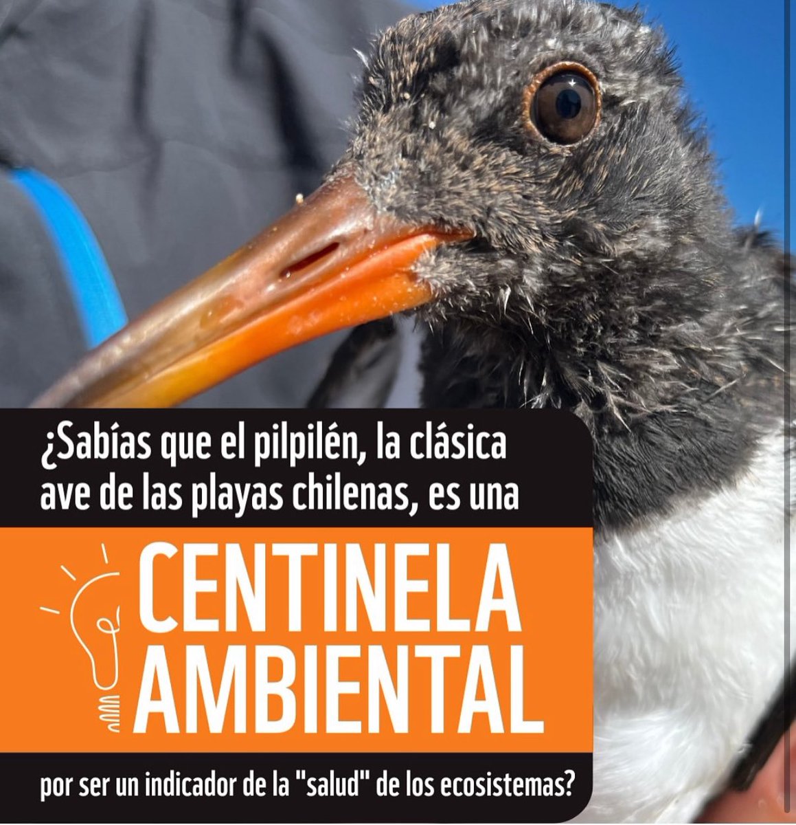 Tunquén Sustentable (@tunquensustent) on Twitter photo 