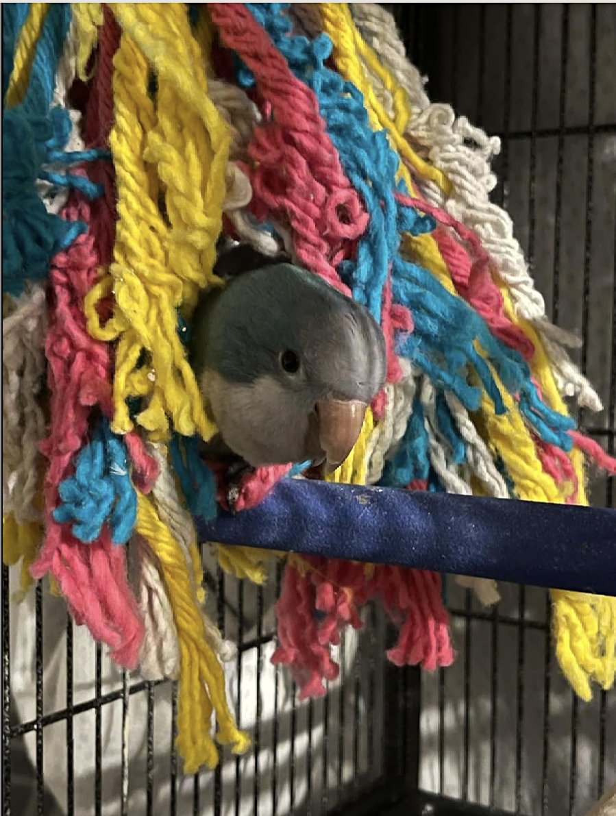 SweetFeet_Beak's tweet image. ⭐️⭐️⭐️⭐️⭐️ Verified SF&amp;amp;B Purchase:

It's a beautiful toy for preening fun.

As for sturdiness and durability, depends on your bird. I have a Scarlet Macaw who keeps his toys for a long time.

Made w/ Safe Shred™:
sweetfeetandbeak.com/products/birdi…

#preen #madeinUSA #prettybird