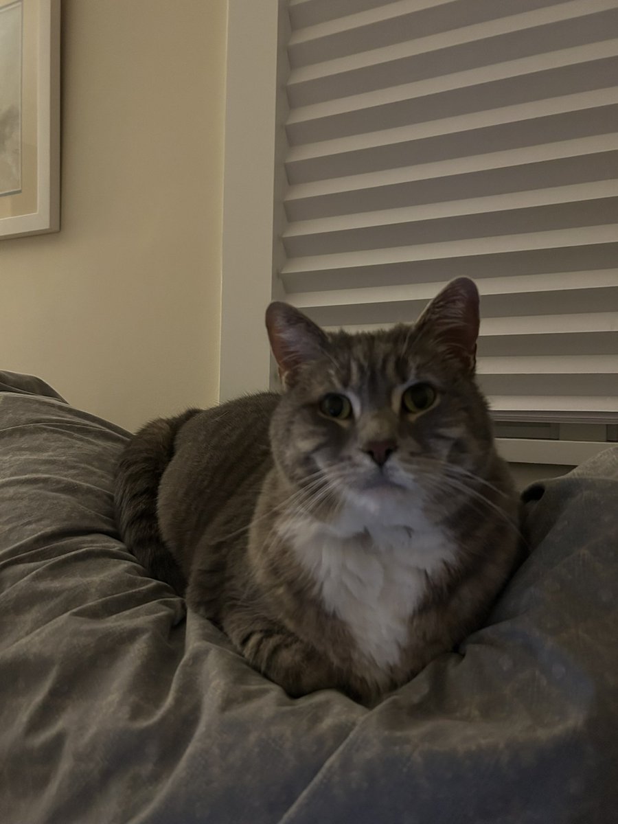 Happy #WhiskersWednesday pals, have a pawsome day!
❤️Maggie (and Teddy) #CatsAreFamily, #BeKindAlways,
#AdoptDontShop, #CatsOfX 😻😽🐈‍⬛🐶🐕🐾🇺🇸