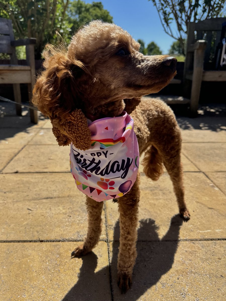 We made the most of the sunshine last week with a team BBQ at the office - Brad and Richard handled the grill, and Nala conveniently stole the show on her birthday. It might as well have been her party! 🐾🎉  #TeamLunch #OfficeBBQ #GrillMasters