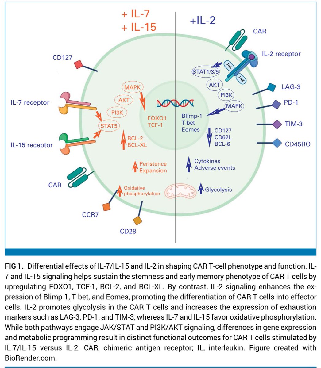 Tweetorial Summary: Optimizing CAR T-Cell Therapy for Mantle Cell Lymphoma (MCL)

🧵 New paper by Arunachalam et al. in <a href="/JCO_ASCO/">Journal of Clinical Oncology</a> explores breakthroughs in CAR T-cell therapy for relapsed/refractory MCL. Dual-targeting CD19/CD20 CAR T (LV20.19) shows 100% response rate (88% CR)