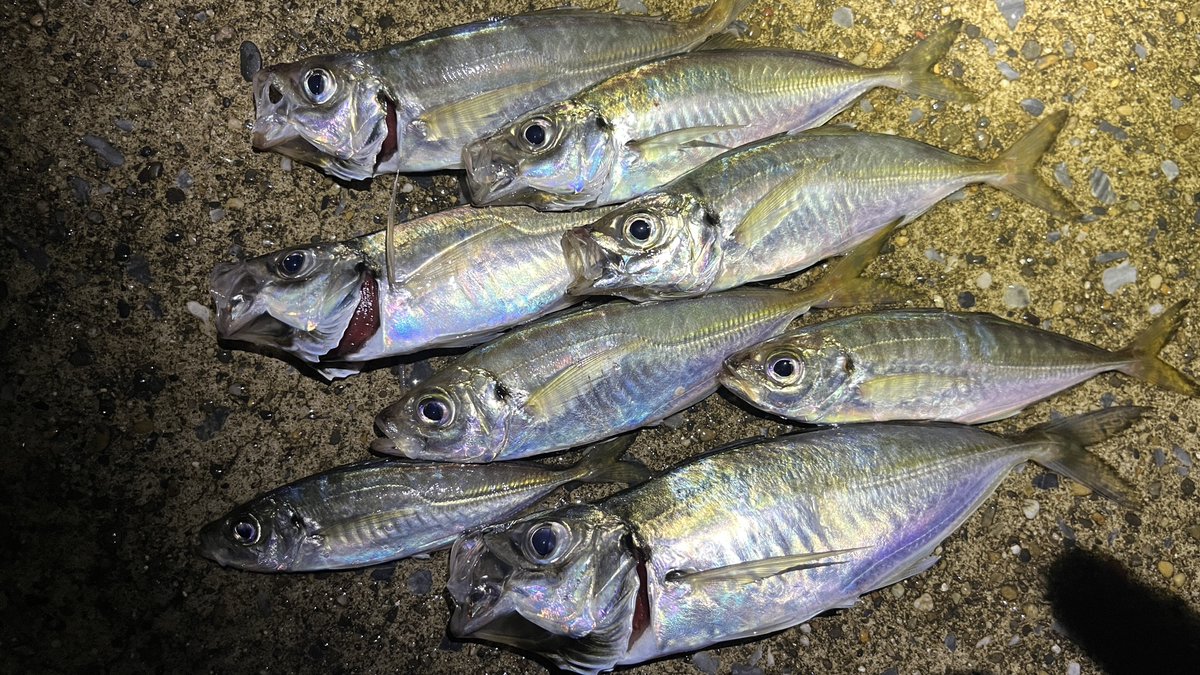 Sablemay's tweet image. 濁りとゴミの多い海の中、小さな群れは動き回っている様で、連発しにくい中で表層〜中層域でポツポツ拾ってくるアジングだった。