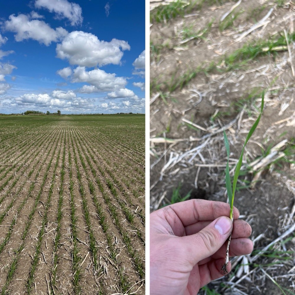 AAC Galore VB SWSW - the must have for 2026!
stampseeds.com/galore-vb-soft…
Sadash and awesome are parents! Milling, malting, feed, ethanol, silage! 
Let’s GO!
#WestCdnAg