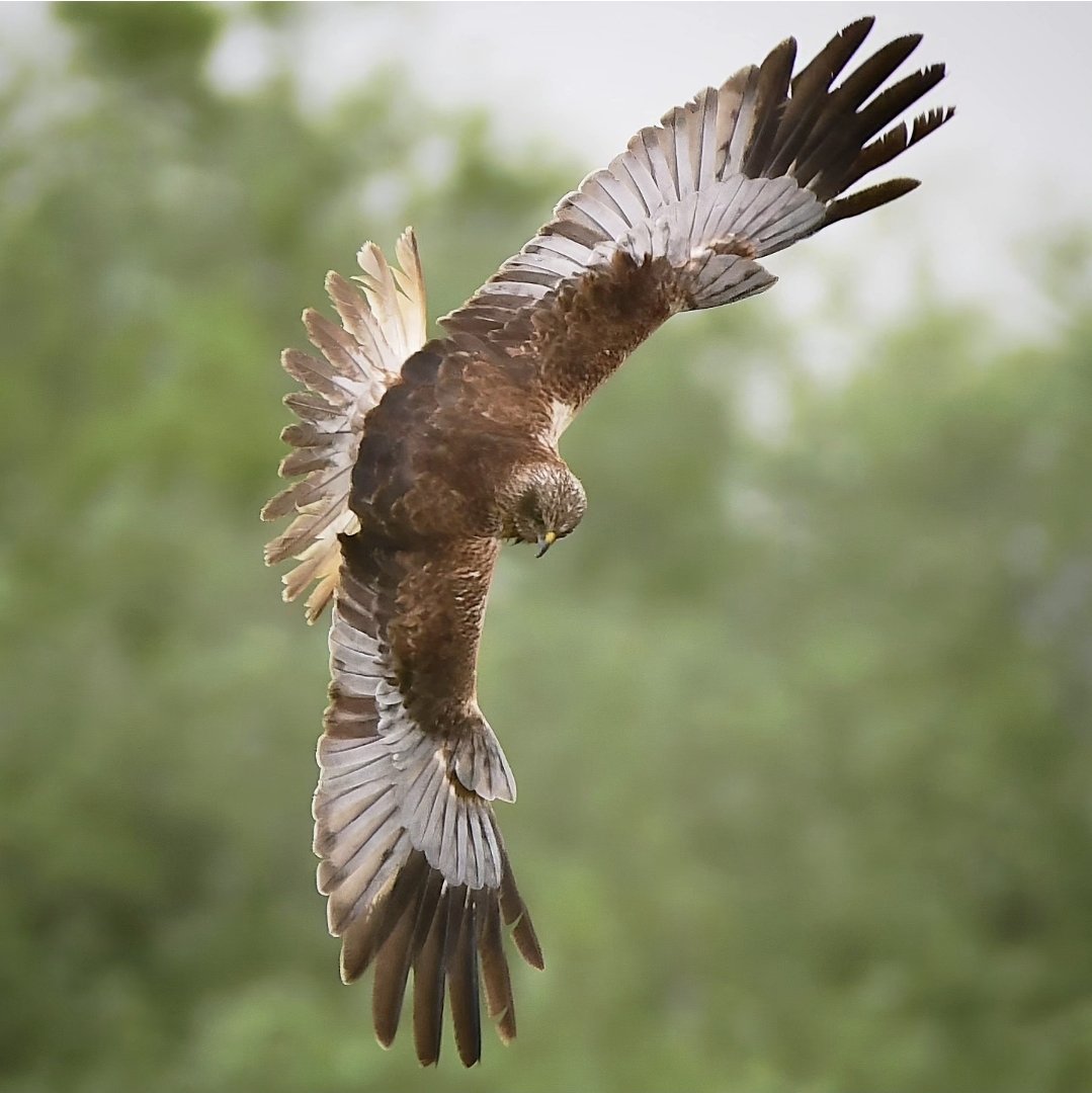 Marsh Harrier, male today at Catcott Nature Reserve.